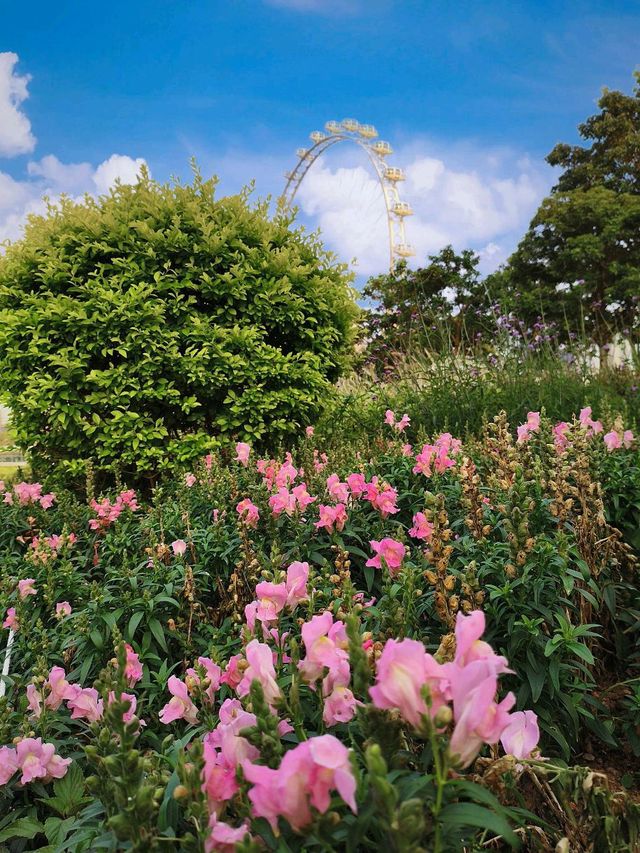 its blooming under the giant wheel 🌷🌼☘