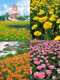 鹽城荷蘭花海4月賞花必去！錯過等一年！