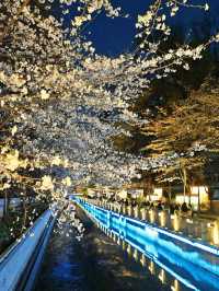 春天嚟南京，千祈唔好錯過賞花citywalk嘅打卡路線！