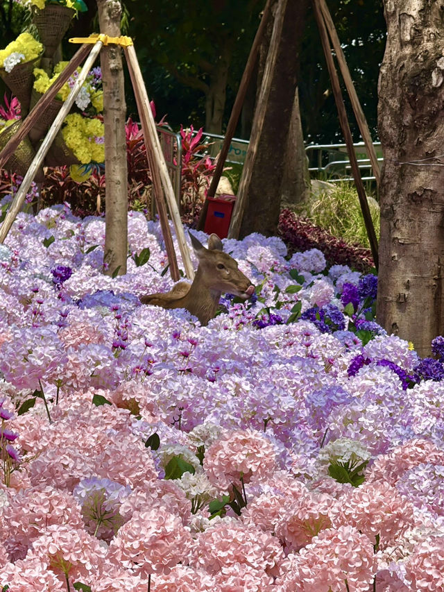 🌷珠海隱藏寶地 | 假花叢中的真小鹿奇遇✨