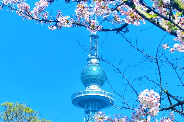 為了這幾張照片，專門飛了一套青島嶗山