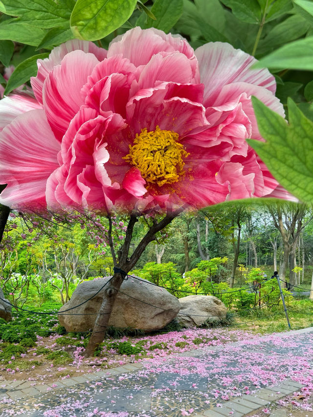 中國國花園 | 偶遇撞臉王一博的玉兔牡丹