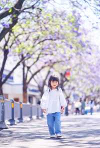 西昌2025藍花楹賞花攻略 紫色限定浪漫