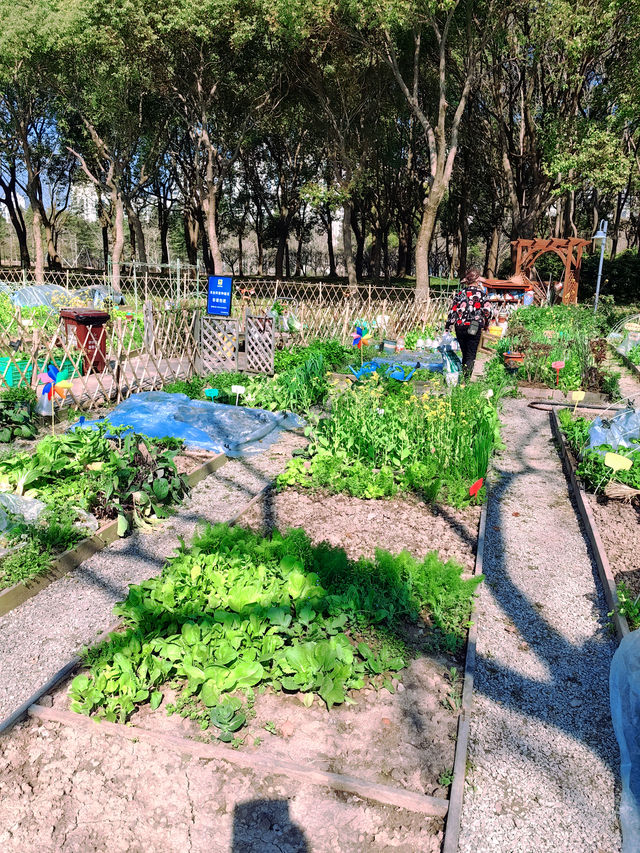 這個春天千萬別錯過清涼山公園的櫻花，快來赴一場春日之約吧