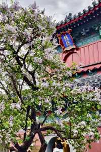 春花北京