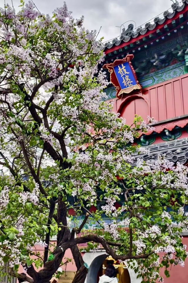 春花北京