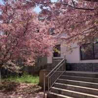 🌸武漢私藏賞櫻地！楚風櫻花園美到心顫，人少出片快！