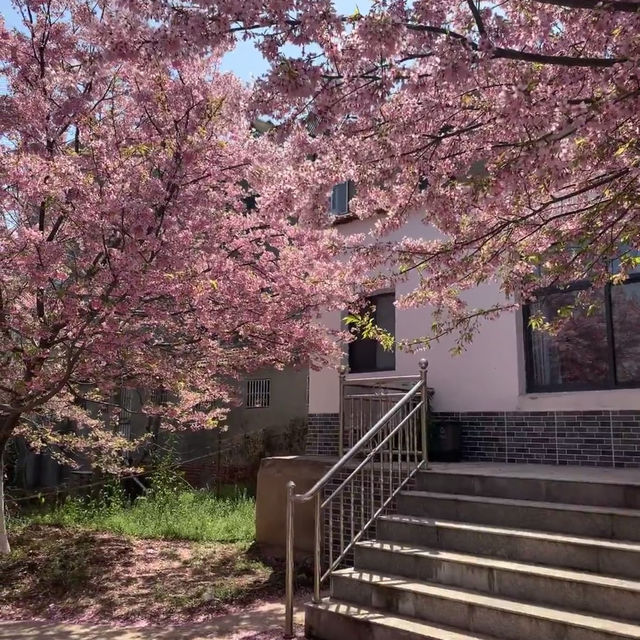 🌸武漢私藏賞櫻地！楚風櫻花園美到心顫，人少出片快！
