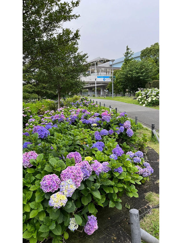 台場 | 繡球花的絢麗盛宴