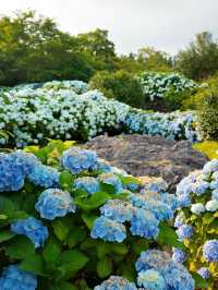 💙濟州島夏日限定｜闖入莫奈筆下的繡球花海仙境！