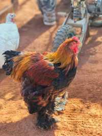 跟團實錄｜納米比亞RIVER CHALETS迷你動物園