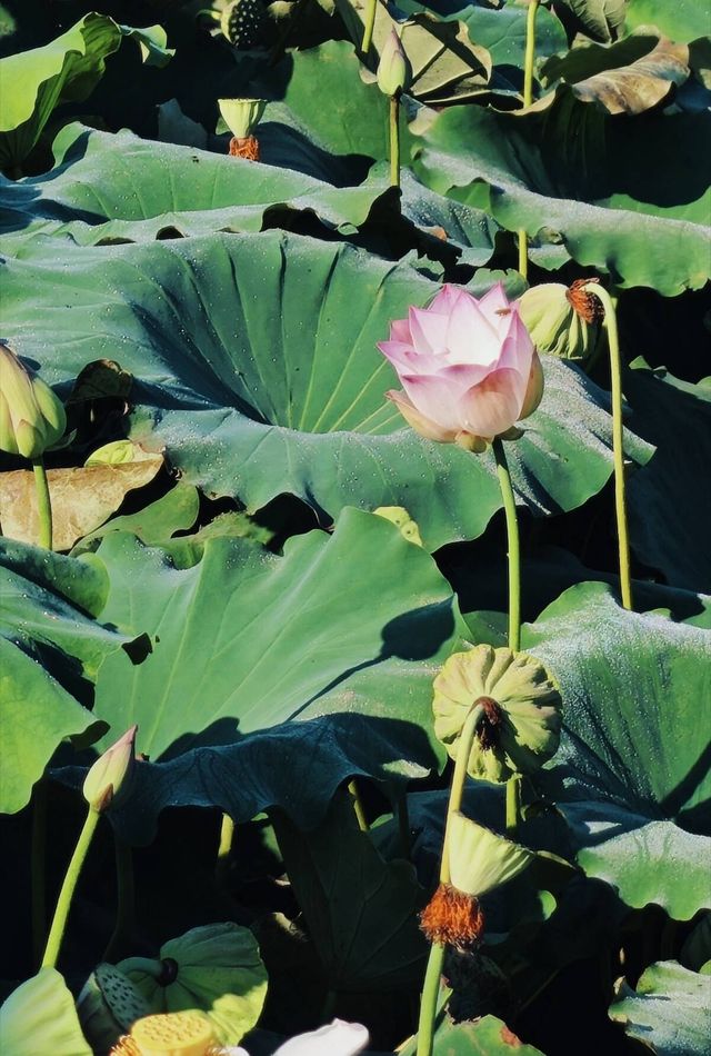 夏日限定！呢度嘅荷花真係好上鏡！