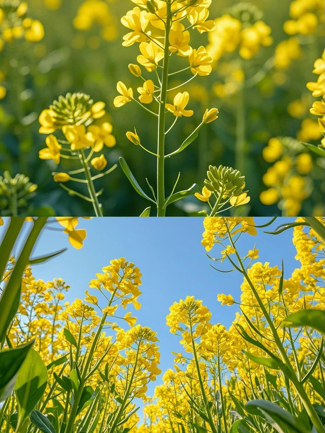 影相5分鐘呢片油菜花田畀我包場