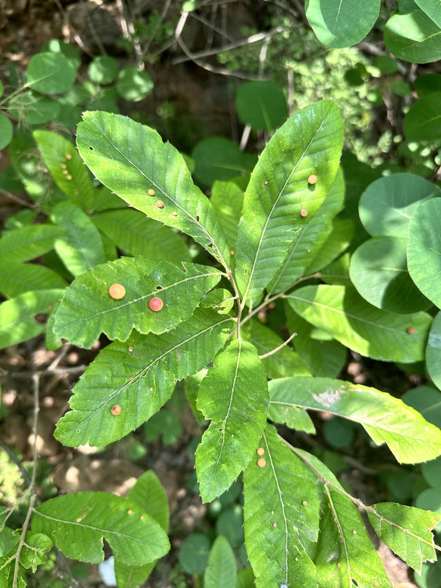 嘩！洛陽周邊1.5小時直達嘅寶藏地蝴蝶谷