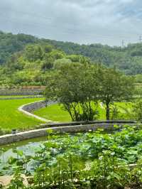 西安週末2h享受療癒·朱䴉小村