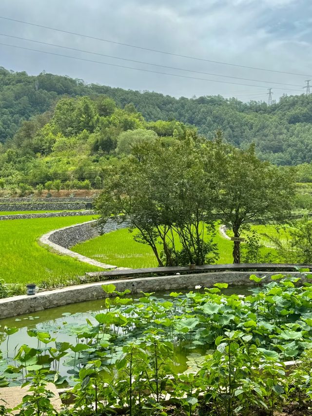 西安週末2h享受療癒·朱䴉小村