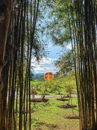 探秘版納中科院植物園：熱帶植物的奇幻王國