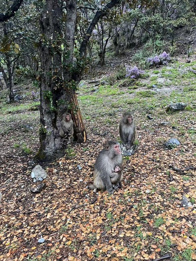 六月稻城亞丁珍珠海景區旅行攻略 