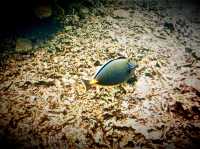 Unfurling the Living Jewel: Anemones and Untouched Life at Ao Hin Wong, Koh Tao