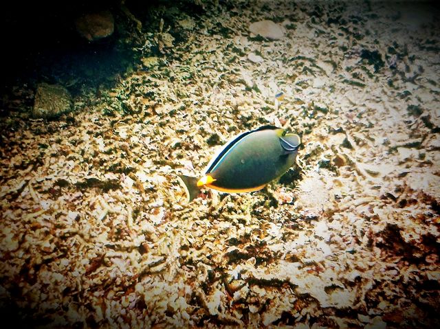 Unfurling the Living Jewel: Anemones and Untouched Life at Ao Hin Wong, Koh Tao