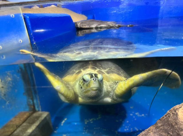 青島海底世界｜本地人私藏玩法！隨手拍都係深海大片