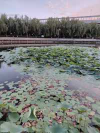 閒遊板橋坊河之三湖公園