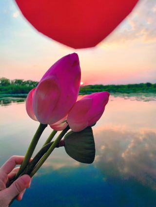 Nearby Attractions: Baiyangdian Lotus Flower Season