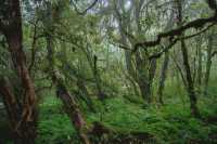 23℃毛毛球森林徒步避暑！拍出森系大片