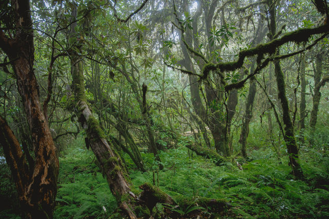 23℃毛毛球森林徒步避暑！拍出森系大片