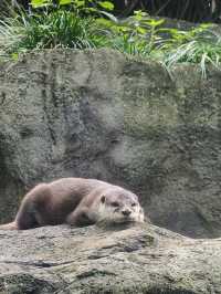 Taronga Zoo遊覽攻略