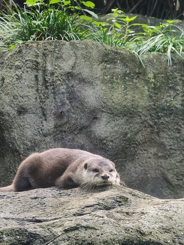 Taronga Zoo遊覽攻略
