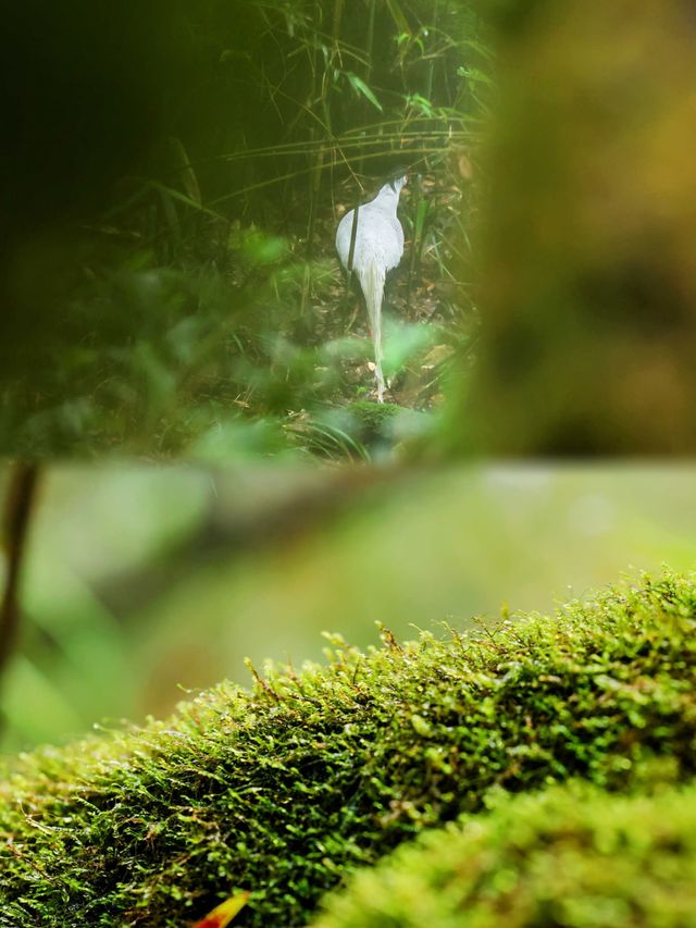 桂林貓兒山窩囊漂在這個夏天實現躺贏