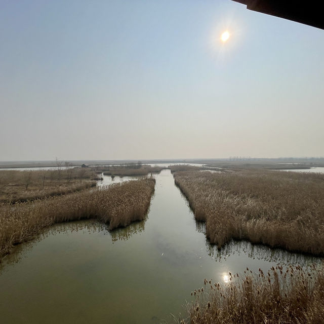 【中国 江蘇省】塩城丹頂鶴湿地生態センター🌿 【中国 江蘇省】塩城丹頂鶴湿地生態センター🌿