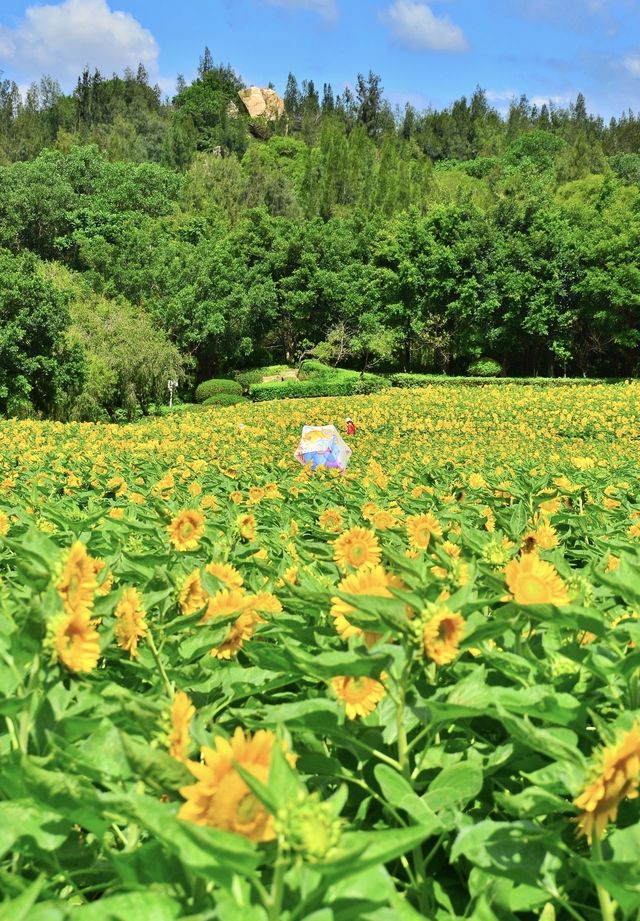 廈門香山公園｜50畝向日葵花海打卡+周邊玩法全攻略