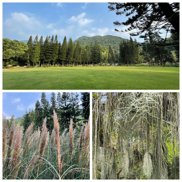 仙湖植物園:闖入都市中的綠色秘境🌿 仙湖植物園:闖入都市中的綠色秘境🌿