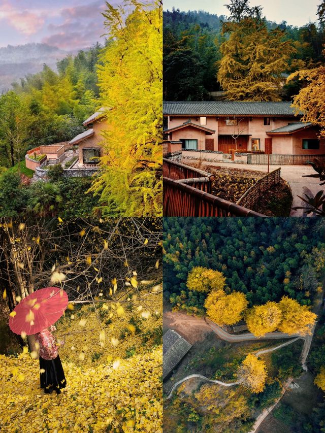 吉安萬安秋季|深山古村追銀杏 吉安萬安秋季|深山古村追銀杏