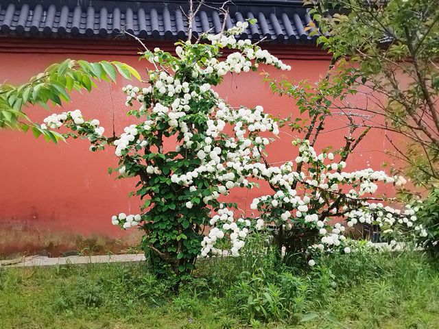 枯木庵：高僧在枯木中靜坐