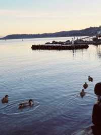 🦆 Lake Taupo’s Secret Duck Pond: A Quirky Waterfront Wonder!