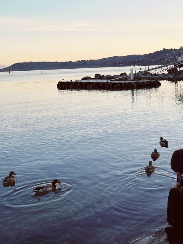 🦆 Lake Taupo’s Secret Duck Pond: A Quirky Waterfront Wonder!