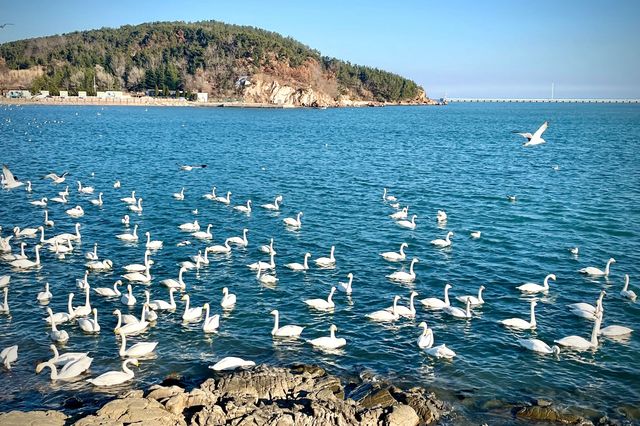 榮成冬日浪漫限定｜邂逅西伯利亞大天鵝