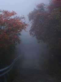 濟南劈山秋日攻略｜免費紅葉秘境，徒步即入油畫