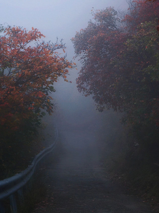濟南劈山秋日攻略｜免費紅葉秘境，徒步即入油畫