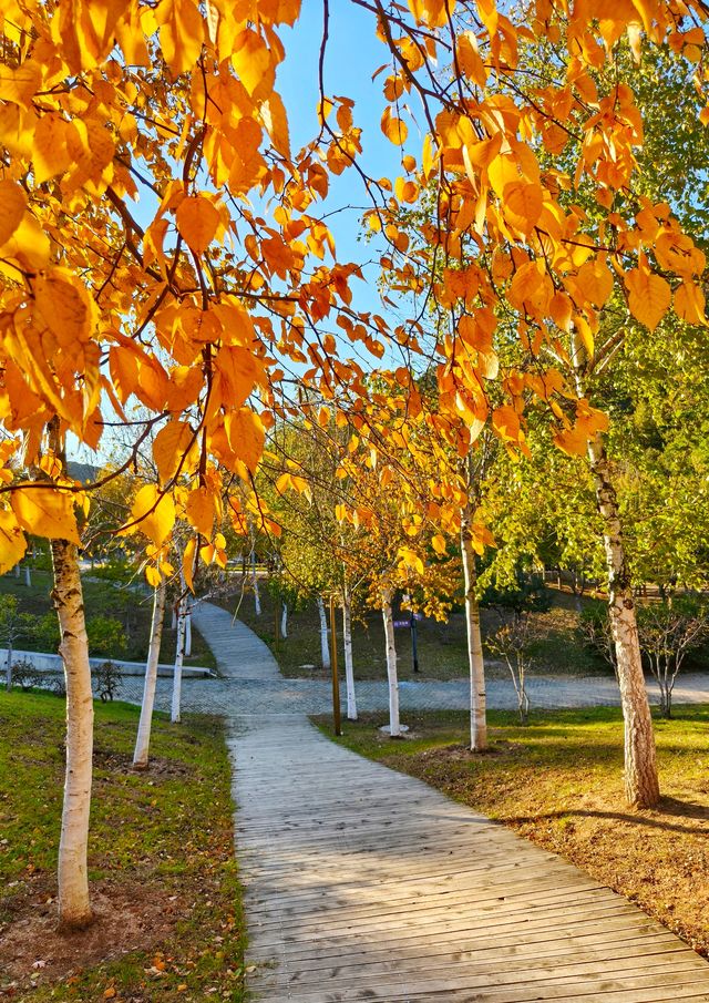 公交直達，大連這個免費公園楓葉正當時，賞秋好地方