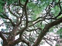 Solo in the Shogun's Garden: A Day at Nijo Castle, Kyoto