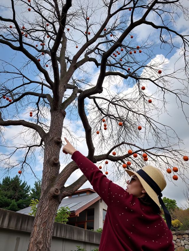 聽我的!趁還沒紅,快來溫州這個掛滿「小燈籠」的村莊! 聽我的!趁還沒紅,快來溫州這個掛滿「小燈籠」的村莊!