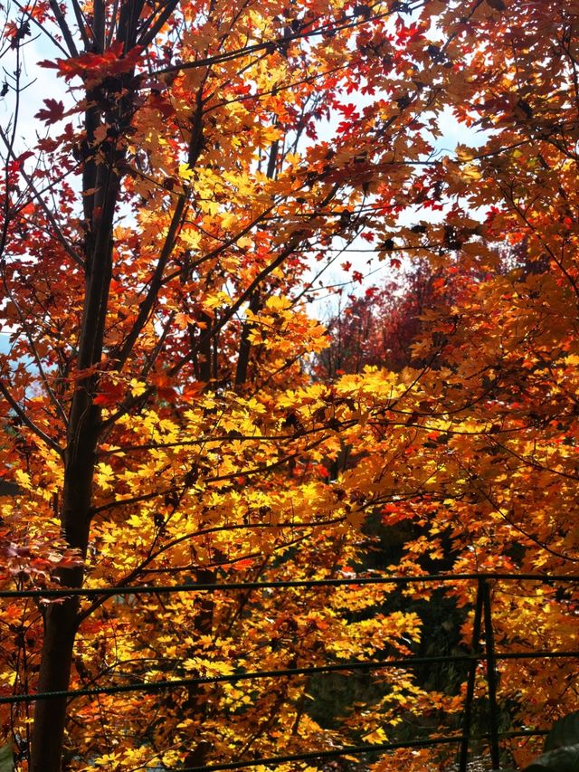 小眾玩法大公開 小眾玩法大公開
