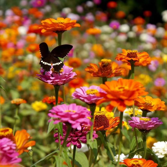深秋「好色」去上海植物園 深秋「好色」去上海植物園