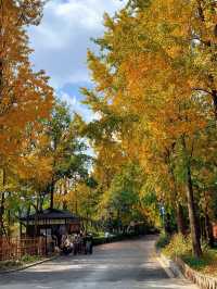 成都秋色指南：銀杏、紅楓與市井煙火交織的浪漫