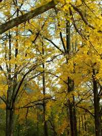 浙江賞銀杏天花板！私藏的小眾絕美路線