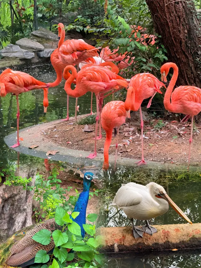 First Experience at Shanghai Zoo｜Step into a Real-Life Animal Utopia! Full of Healing Power